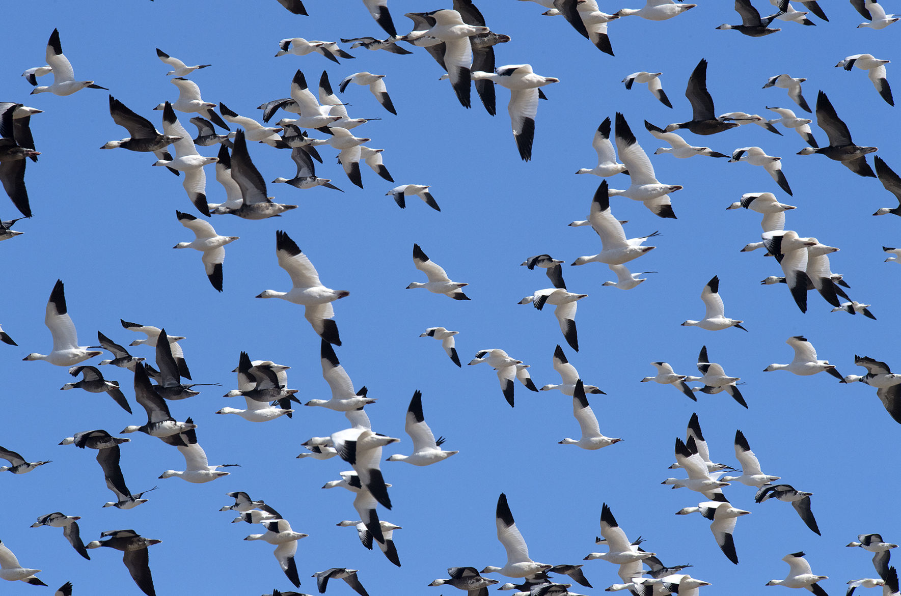 Birds at Branched Oak Lake
